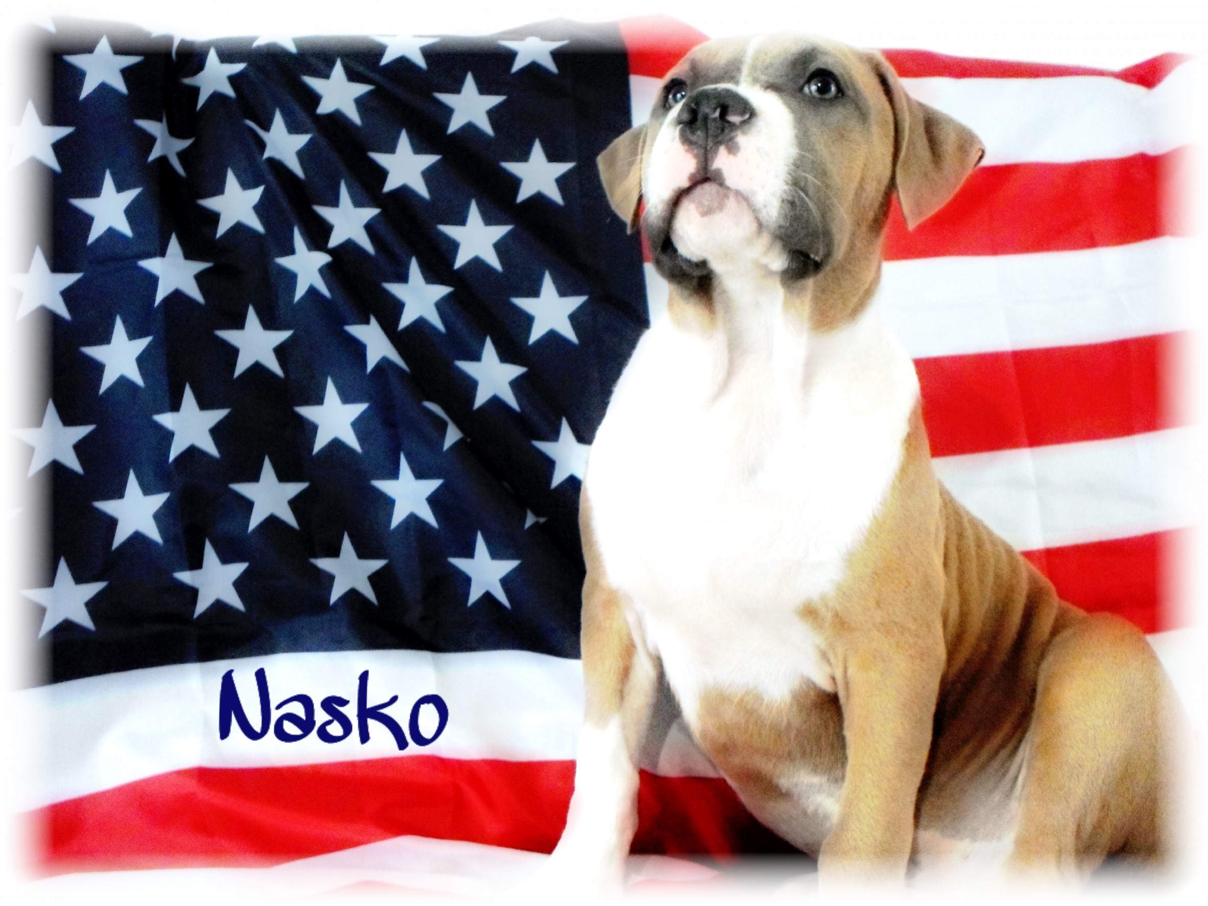 Nasko Des Etoiles D'Amerique